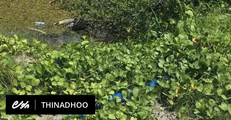 ސްވިފްޓް ކުންފުނި ޖޫރިމަނާކޮށްދިނުމަށް އެދިއްޖެ